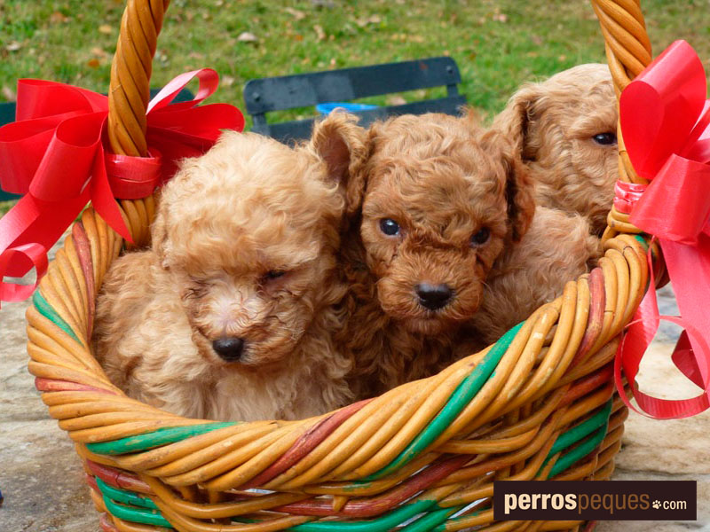 perrospeques.com