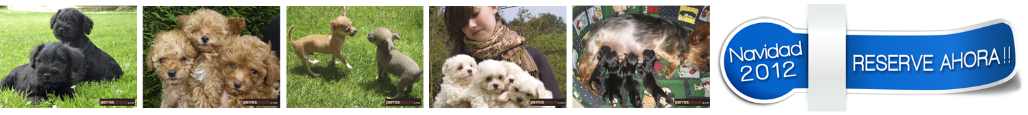Reserve su cachorro para estas Fiestas!!